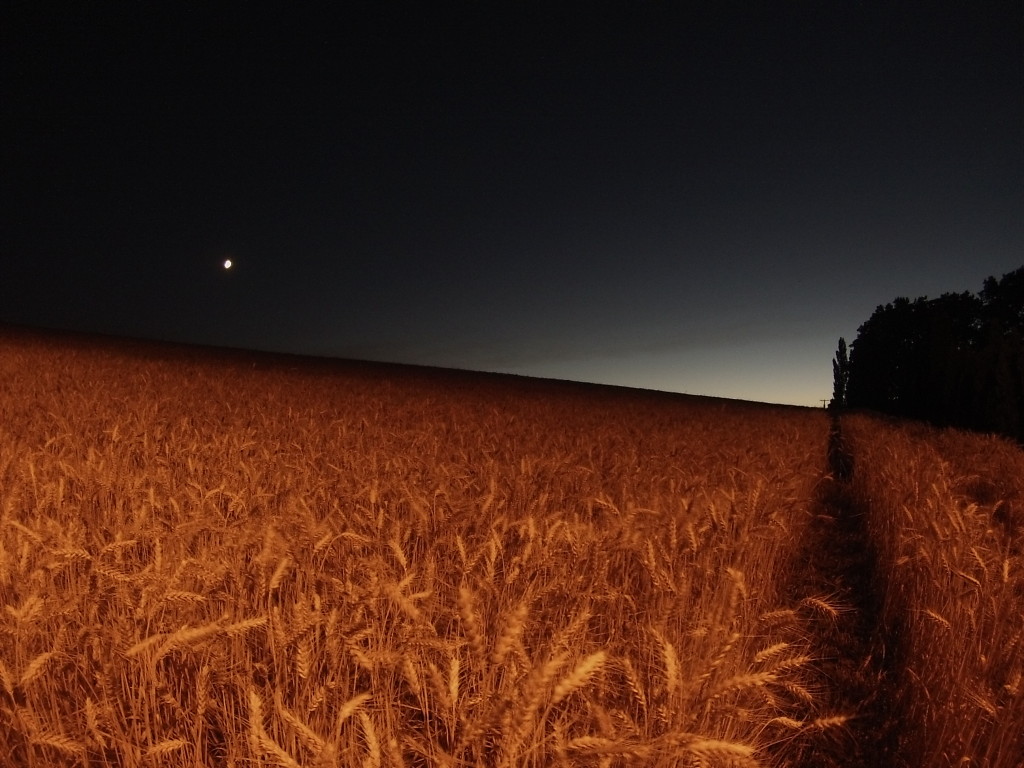 Sunset on a Wheat Field with the Planet Venus