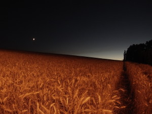 Sunset on a Wheat Field